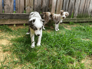 Two dogs standing in the grass next to a fence. Two dogs standing in the grass next to a fence.