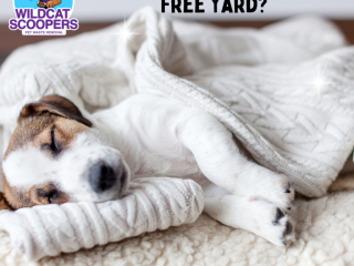 A puppy sleeps cozily under a blanket on a soft surface. The text above reads, “Are you dreaming of a poop-free yard?” In the top left corner, there is a logo for Wildcat Scoopers Pet Waste Removal showing a cartoon character with a dog. A puppy sleeps cozily under a blanket on a soft surface. The text above reads, "Are you dreaming of a poop-free yard?" In the top left corner, there is a logo for Wildcat Scoopers Pet Waste Removal showing a cartoon character with a dog.