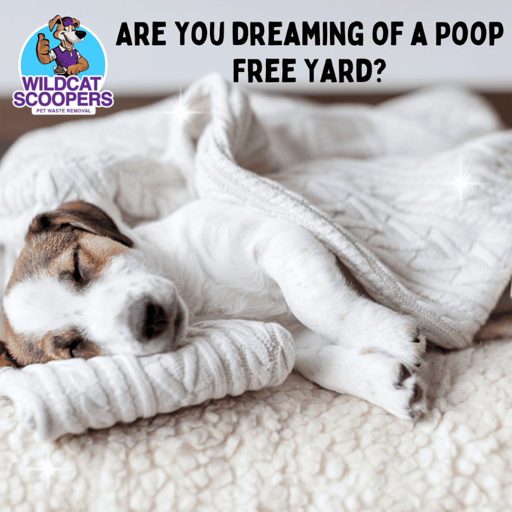 A puppy sleeps cozily under a blanket on a soft surface. The text above reads, “Are you dreaming of a poop-free yard?” In the top left corner, there is a logo for Wildcat Scoopers Pet Waste Removal showing a cartoon character with a dog. A puppy sleeps cozily under a blanket on a soft surface. The text above reads, "Are you dreaming of a poop-free yard?" In the top left corner, there is a logo for Wildcat Scoopers Pet Waste Removal showing a cartoon character with a dog.