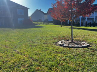 A sunlit backyard with a single red-leaved tree in the center, surrounded by a stone border. Green grass covers the area, and houses are visible in the background under a clear blue sky. A sunlit backyard with a single red-leaved tree in the center, surrounded by a stone border. Green grass covers the area, and houses are visible in the background under a clear blue sky.