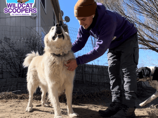 A happy, fluffy dog enjoys some affectionate petting from a smiling person outdoors, with a bright blue sky in the background and a curious black-and-white dog looking on. A happy, fluffy dog enjoys some affectionate petting from a smiling person outdoors, with a bright blue sky in the background and a curious black-and-white dog looking on.