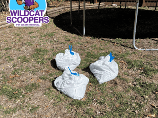 Three bags of collected pet waste tied up and ready for disposal on a grassy backyard, with a trampoline in the background, under the clear services of a professional pet waste removal company, as hinted by their logo in the corner. Three bags of collected pet waste tied up and ready for disposal on a grassy backyard, with a trampoline in the background, under the clear services of a professional pet waste removal company, as hinted by their logo in the corner.