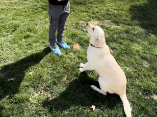 A focused labrador obediently sitting and waiting for a treat from its owner in a sunny backyard. A focused labrador obediently sitting and waiting for a treat from its owner in a sunny backyard.