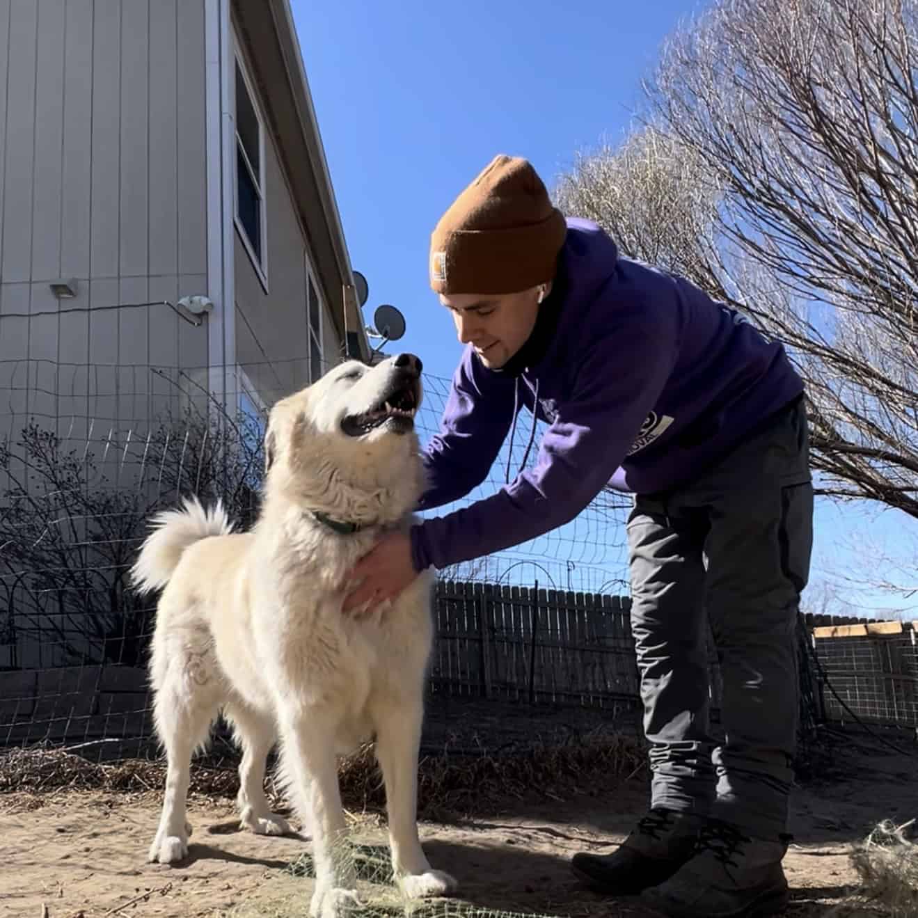 A person in a brown beanie and purple hoodie bends down to pet a large fluffy white dog outdoors near a house and a wire fence on a sunny day.